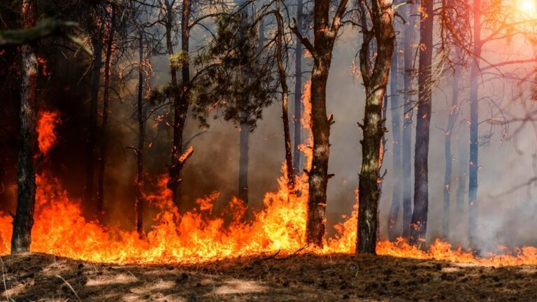 Dangers des feux de forêt : irritations, problèmes respiratoires et risques cardiaques identifiés.
