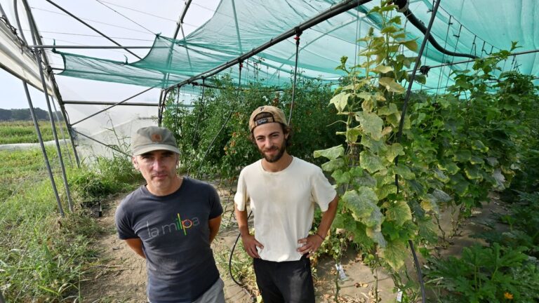 Sécheresse en Haute-Garonne : les maraîchers de Blagnac luttent contre la perte de récoltes.