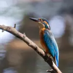 La Ligue de protection des oiseaux critique la loi d&rsquo;urgence agricole pour son recul environnemental.