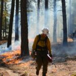 Feux de forêt en France : Gironde et Var en alerte face aux fortes chaleurs annoncées