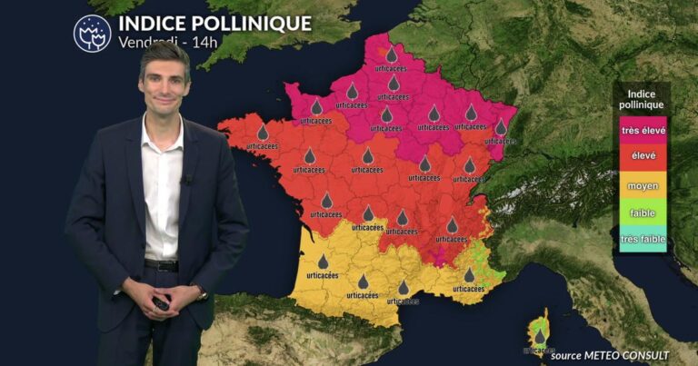 Pollens et allergies : conditions climatiques favorisent la dispersion des pollens en France.