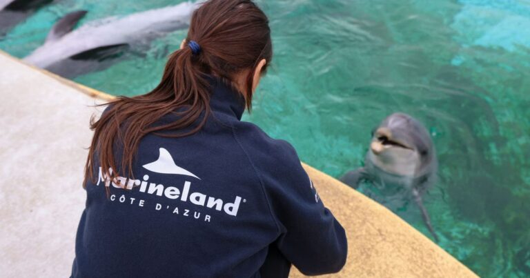 Transfert des dauphins de Marineland : One Voice questionne la destination choisie.
