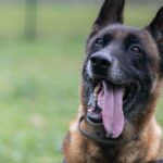 Un chien abandonné à Toulouse trouve enfin une famille d&rsquo;accueil après sept ans au refuge.