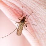 Hausse des cas de virus du Nil occidental : l&rsquo;OMS avertit l&rsquo;Europe sur la situation sanitaire.