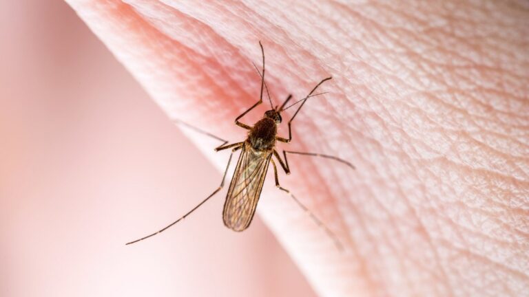 Hausse des cas de virus du Nil occidental : l’OMS avertit l’Europe sur la situation sanitaire.
