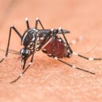 Chikungunya dans le Tarn : premier cas autochtone à Saint-Amans-Soult, enquête sur le moustique tigre.
