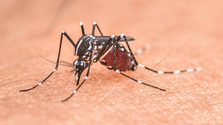 Chikungunya dans le Tarn : premier cas autochtone à Saint-Amans-Soult, enquête sur le moustique tigre.