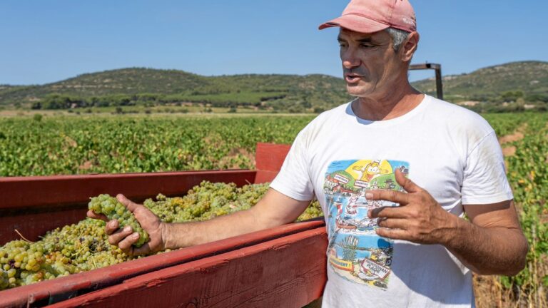 Les vendanges commencent exceptionnellement tôt au domaine de La Plaine à Vic-la-Gardiole