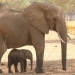 Les éléphants d&rsquo;Asie et leur domestication : enjeux et défis pour la conservation.