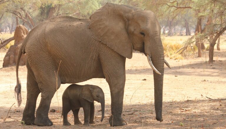 Les éléphants d’Asie et leur domestication : enjeux et défis pour la conservation.