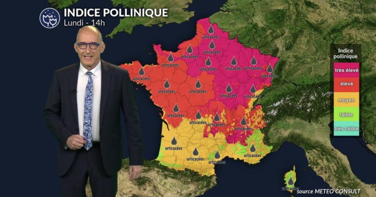 Pollens : hausse des concentrations en France avec le retour du soleil ce lundi