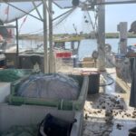 Les petits pêcheurs de Valras vendent leur poisson quotidiennement sur le port