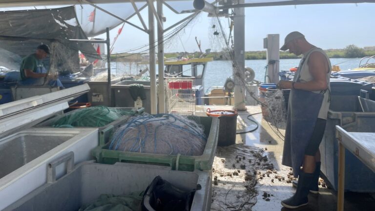 Les petits pêcheurs de Valras vendent leur poisson quotidiennement sur le port