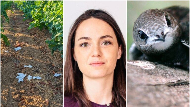 Des excréments dans les vignes et menaces de mort contre Chloé Ridel en région.