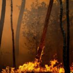 Incendies en France : accalmie temporaire avant une nouvelle vague de chaleur.