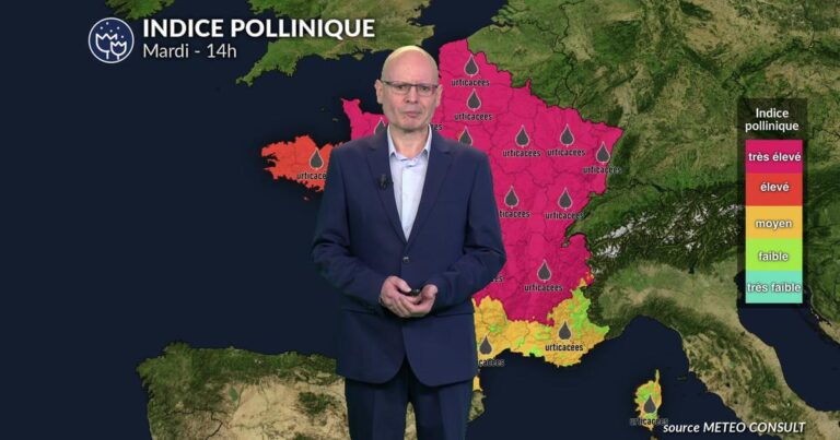 Alerte rouge aux pollens : urticacées et graminées saturent l’air dans le nord de la France.