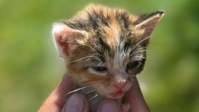 Plus de trente chats abandonnés recherchent un foyer dans le secteur de Toulouse.