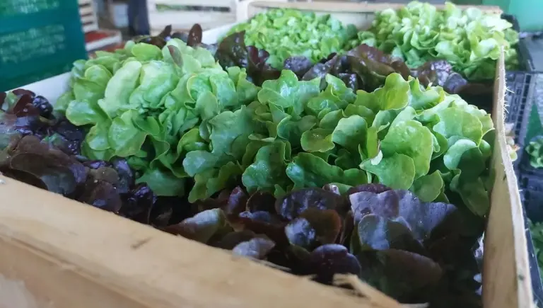États-Unis : un parasite dans des salades cause une épidémie de diarrhée record
