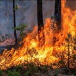 Feux de forêt en Gironde : l&rsquo;IA génère des cartes qui exacerbent les inquiétudes.