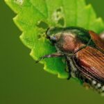 Cinq nouveaux scarabées japonais identifiés à Mougins, alerte des autorités environnementales.