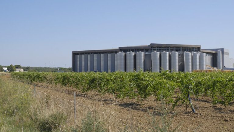 Cave d’Héraclès à Codognan : début des vendanges dans le Gard