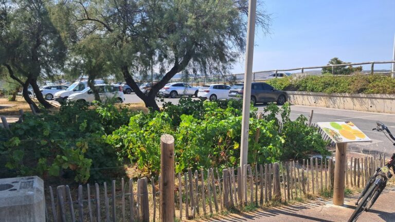Des vignes en bord de mer : une initiative viticole dans le secteur maritime français.