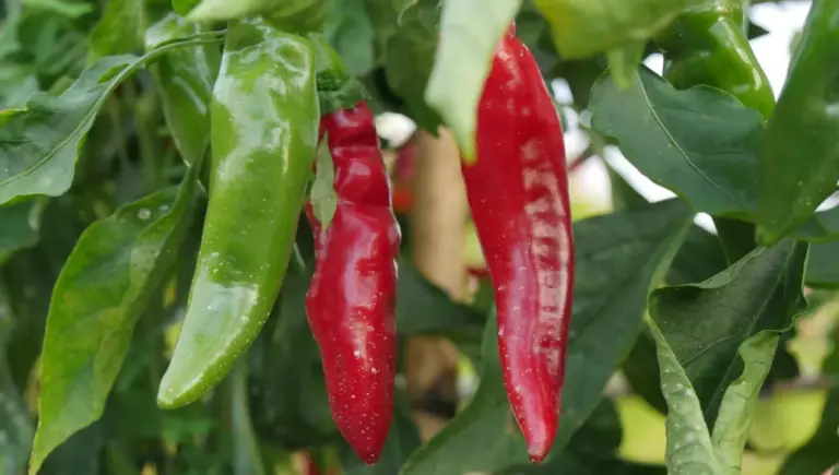 L’Anses alerte sur les risques pour la santé liés à une consommation excessive de piment.