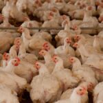 Elevages intensifs de poulets : multiplication d&rsquo;une bactérie liée aux gastro-entérites.