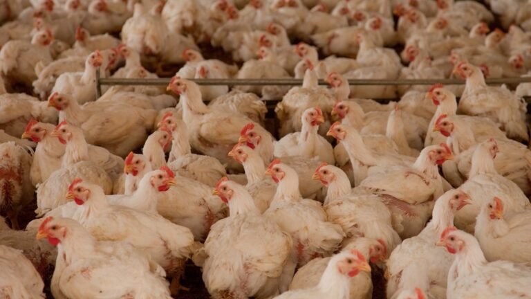 Elevages intensifs de poulets : multiplication d’une bactérie liée aux gastro-entérites.