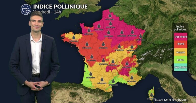 Orages et chaleur : pic d’indice pollinique pour les urticacées ce vendredi.