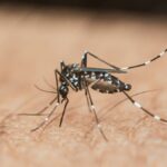 Maladies infectieuses : quatre risques accrus par les fortes chaleurs en France