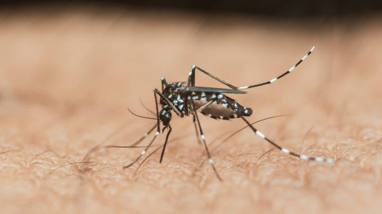 Maladies infectieuses : quatre risques accrus par les fortes chaleurs en France