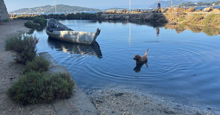 Toulon : Hugo, un chien aux pattes courtes, découvre une nouvelle façon de se baigner.