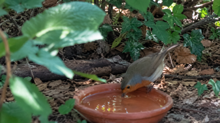 Canicule : Stratégies pour protéger la faune sauvage en période de fortes chaleurs