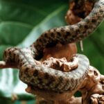 Morsures de serpent : gestes à éviter et différences entre vipères et couleuvres en France