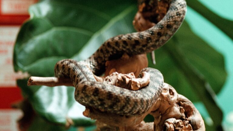 Morsures de serpent : gestes à éviter et différences entre vipères et couleuvres en France