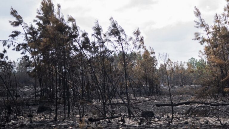 Incendies en Gironde : mobilisation totale face à un mégafeu de 42 000 hectares contenu