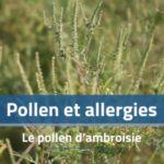 Allergies au pollen : l&rsquo;ambroisie entraîne des symptômes plus sévères en France.