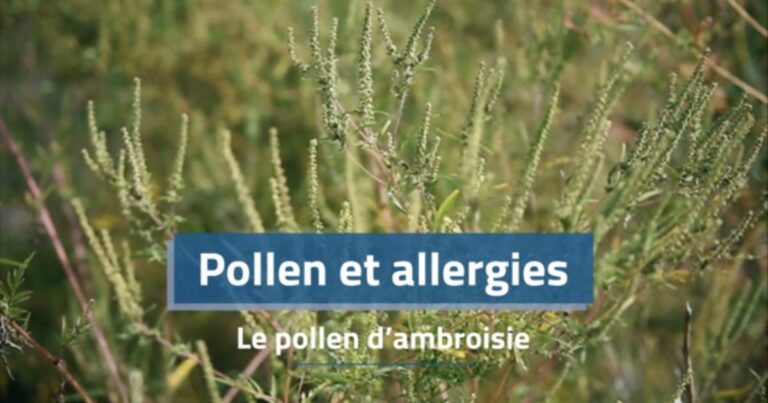 Allergies au pollen : l’ambroisie entraîne des symptômes plus sévères en France.