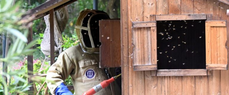 Sébastien, alias DD Frelons, traque les insectes envahissants dans les maisons.