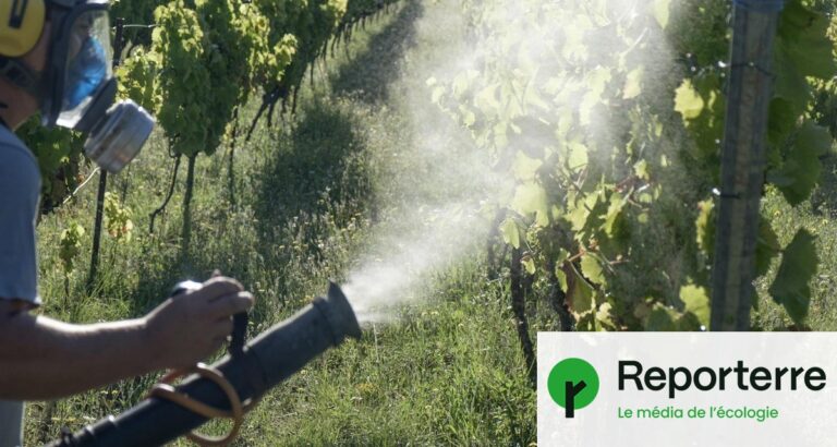 Pesticides interdits : le gouvernement autorise leur usage dans l’agriculture.