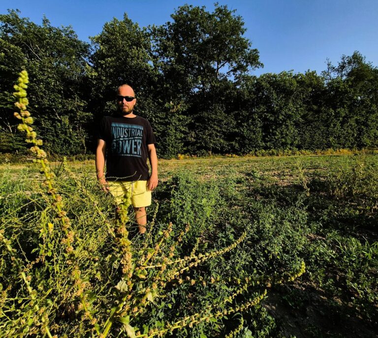 Cacahuètes, pop-corn et betteraves : nouvelles cultures émergent en Sud Charente.