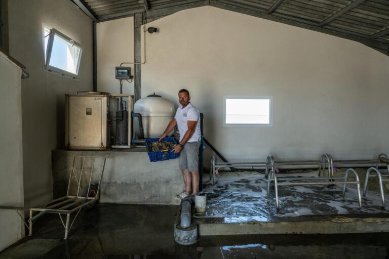 Canicule : les huîtres et les moules en mer souffrent à 27 °C, alertent les pêcheurs.