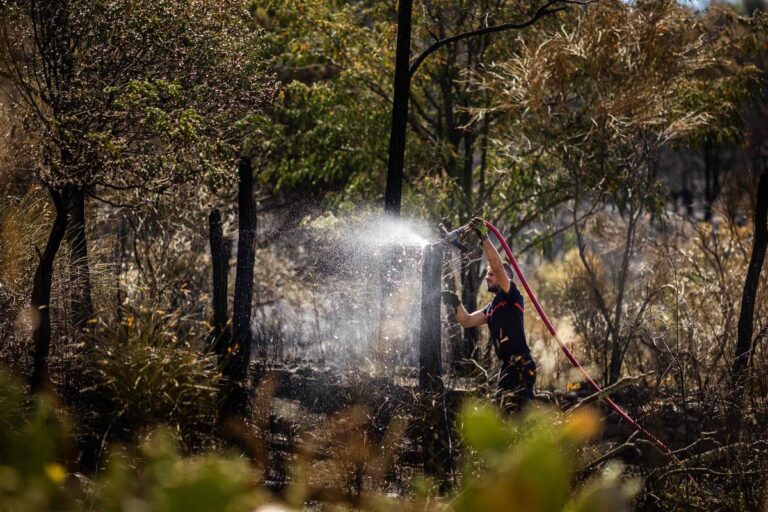 Climat : le gouvernement français annonce des moyens importants pour adapter les forêts.