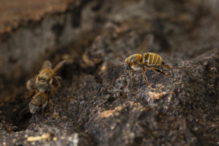 Réintroduction des pesticides Acétamipride et flupyradifurone dans l’agriculture européenne.