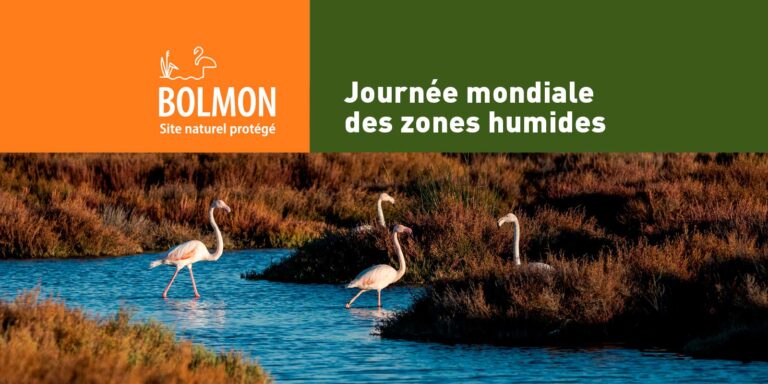 Journée mondiale des zones humides : Bolmon met en avant la préservation des écosystèmes aquatiques