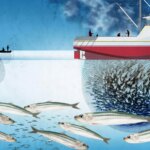 La sardinelle, poisson essentiel au Sénégal, menacée par l’agro-industrie.