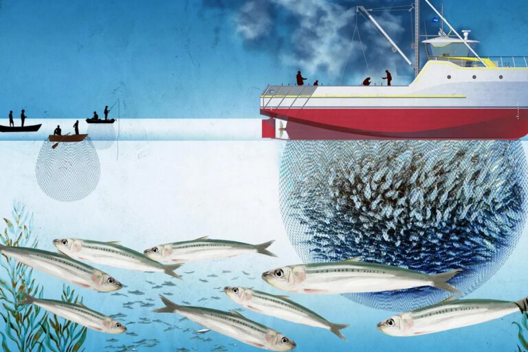 La sardinelle, poisson essentiel au Sénégal, menacée par l’agro-industrie.