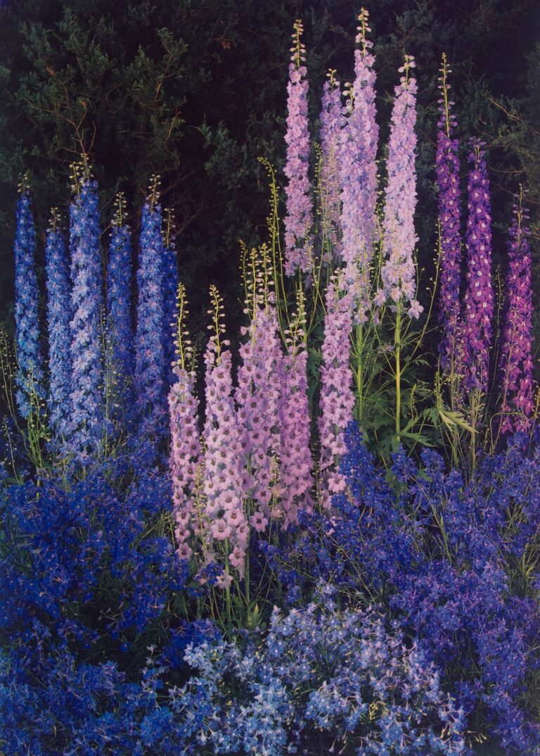 Edward Steichen et son jardin secret de plantes vertes et fleurs colorées à découvrir