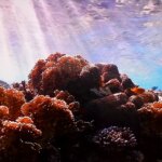 Canicule marine : les océans atteignent des températures record, alertant les scientifiques.